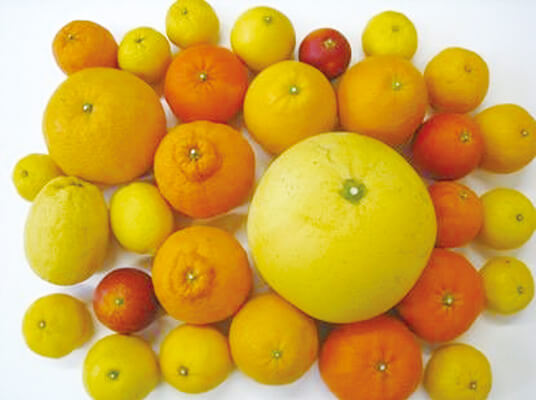 日本一を誇る柑橘生産量と品目数