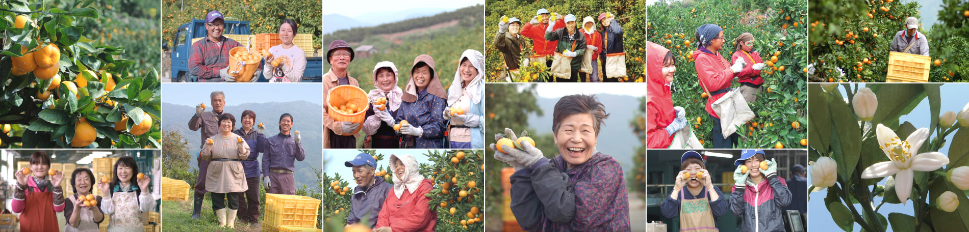 柑橘農業システムを支える生産者たち
